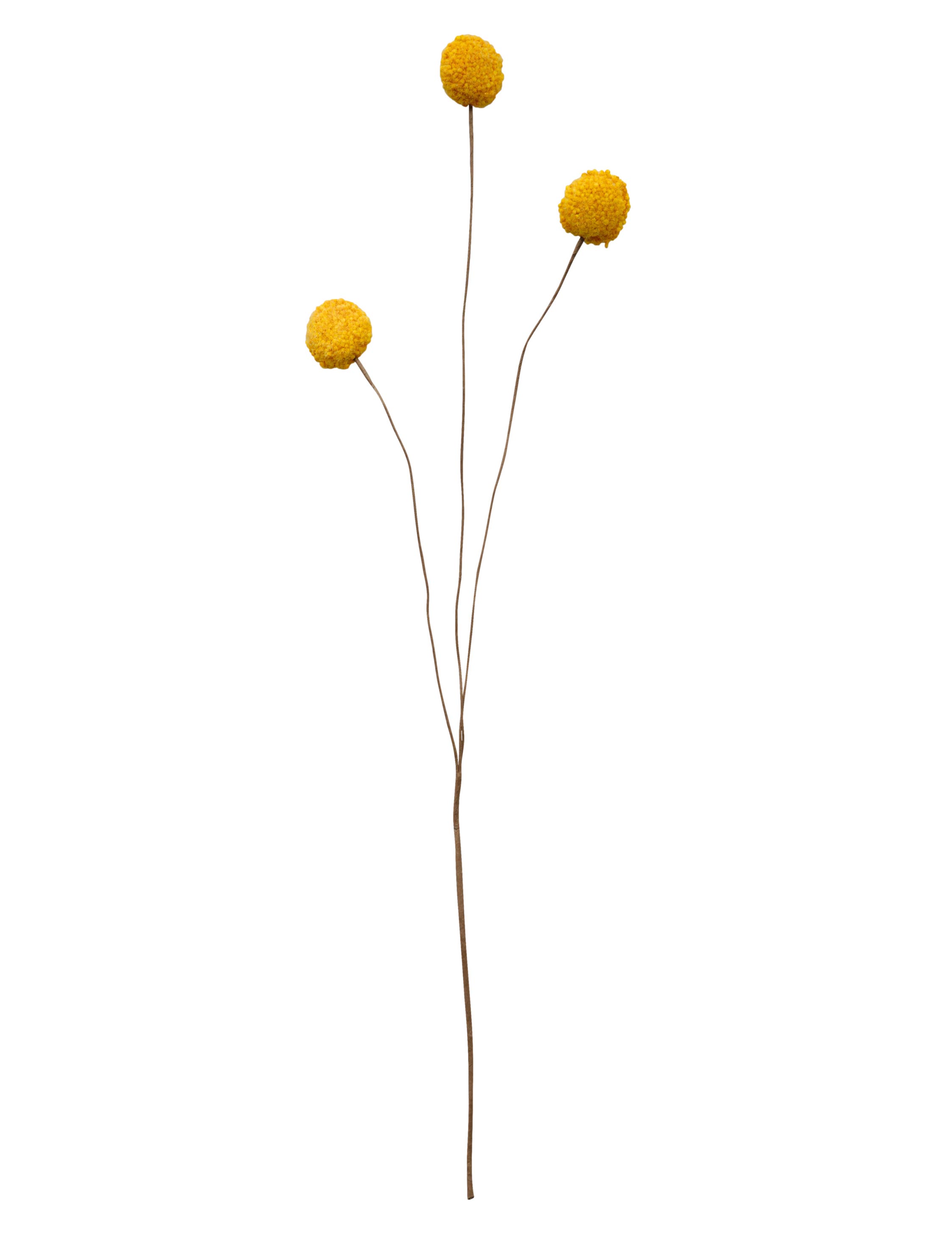 ASA Craspedia gelb 55 cm