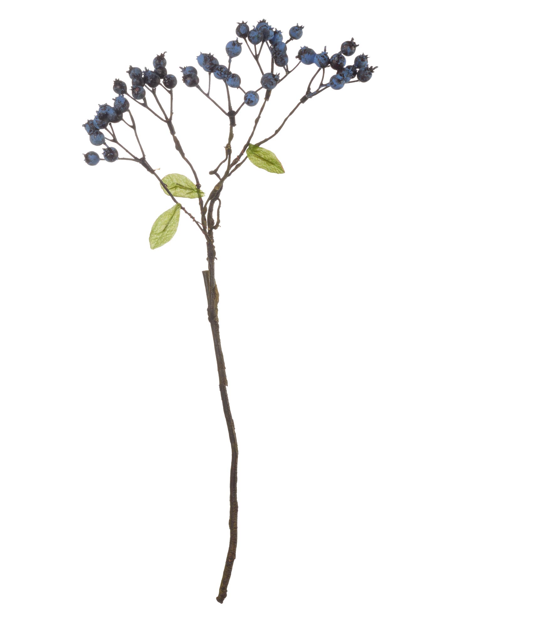 ASA Blaubeerenzweig 46 cm