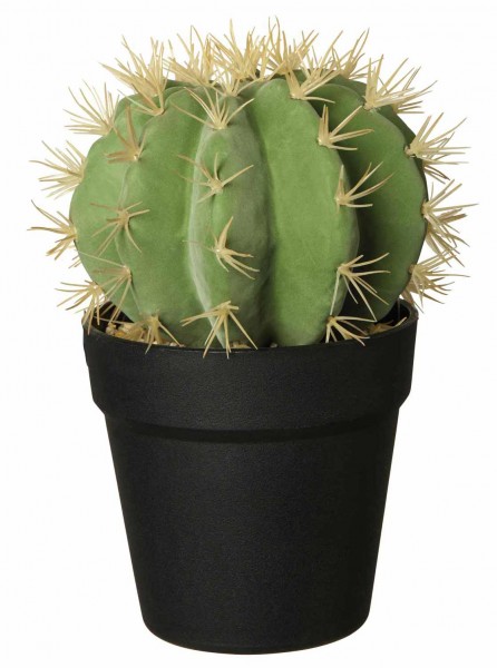 ASA Goldkugel Kaktus im Topf 25,5 cm