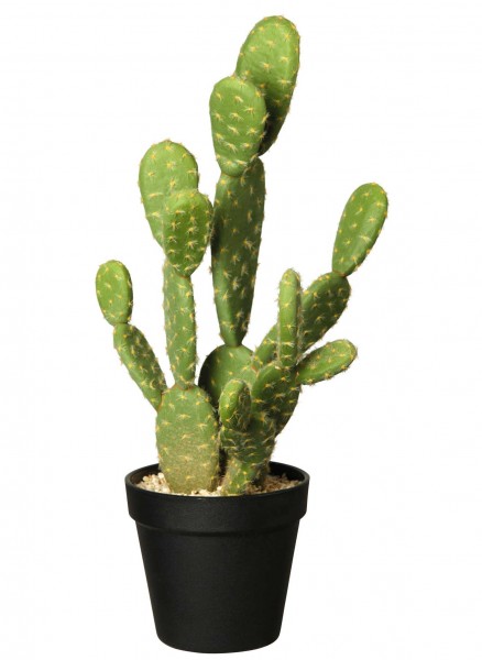 ASA Kaktus indische Feige im Topf 41,0 cm