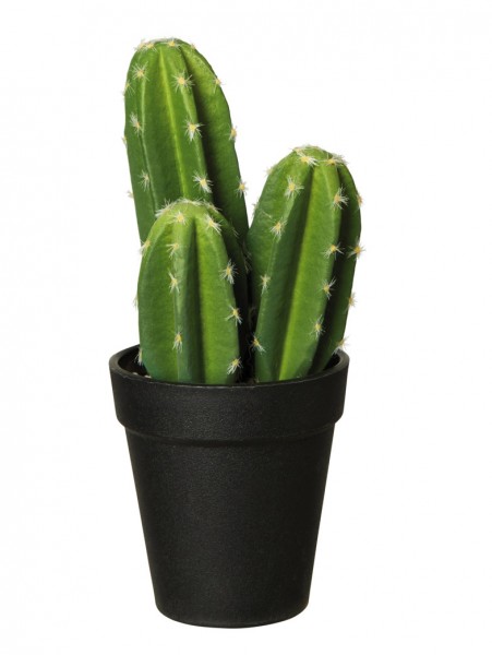 ASA Kaktus Caron Kandel im Topf 22,0 cm